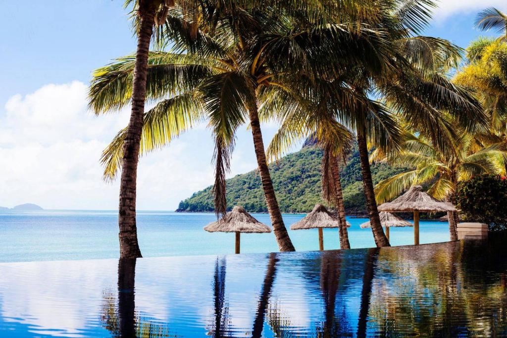 汉密尔顿岛海滩俱乐部酒店的一座棕榈树和海洋游泳池