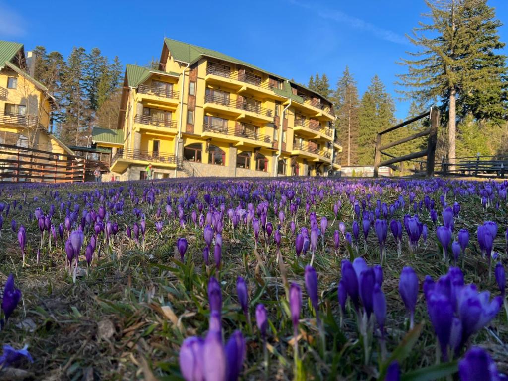 波亚纳布拉索夫Hotel OHMA - Casa Viorel的一座建筑前方的紫色花田