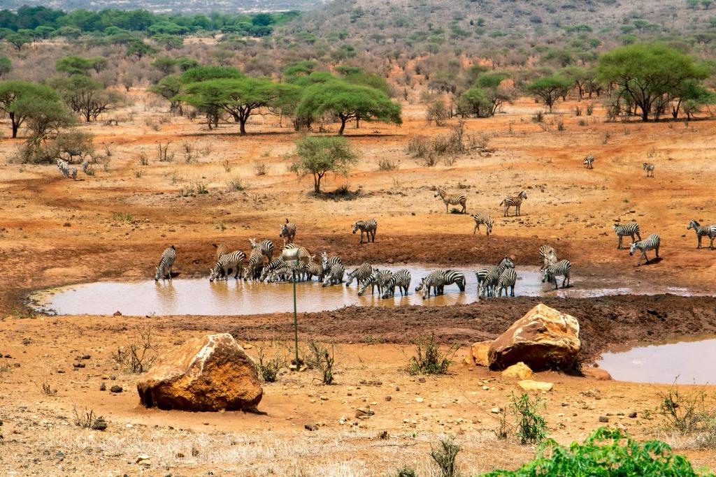 Tsavo凯丽古娜斯瑞娜狩猎山林小屋的斑马和其他动物群落在水坑里