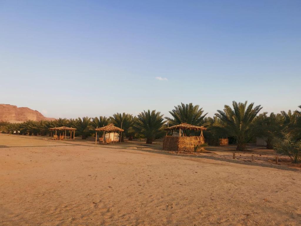 欧拉Almazham camp resort的沙漠中的一群小屋和棕榈树