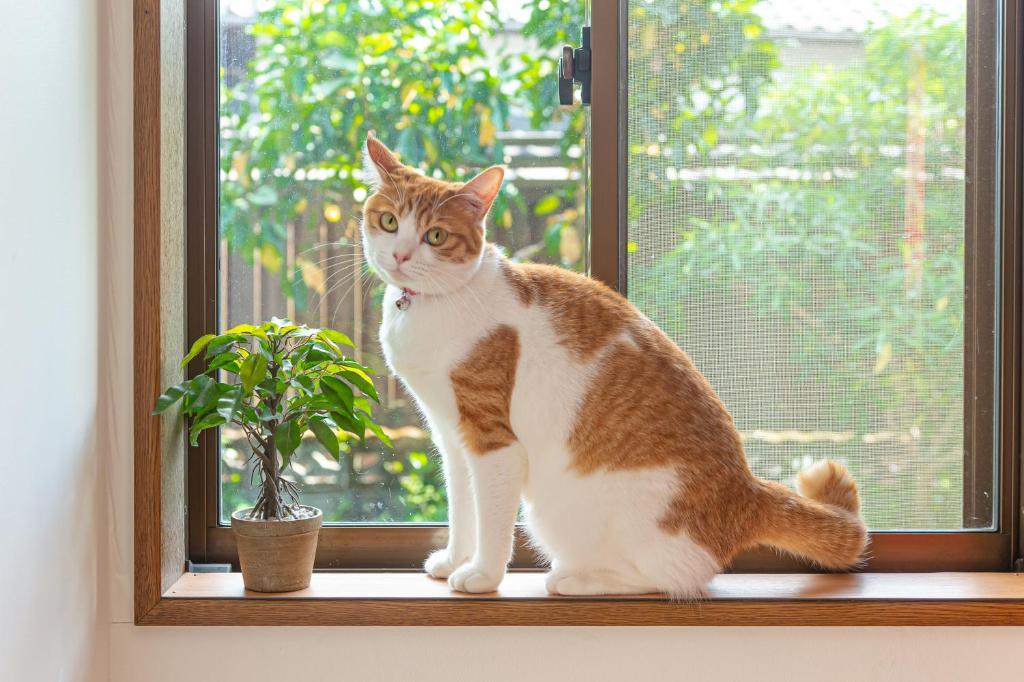 由布市阿西日式旅馆的坐在植物旁边的窗台上的猫