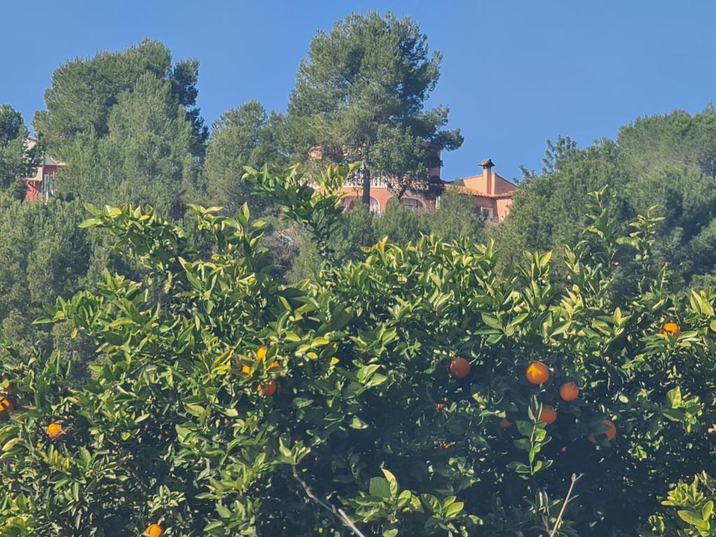 瓦伦西亚Château Angélique的房子前面的橘子树