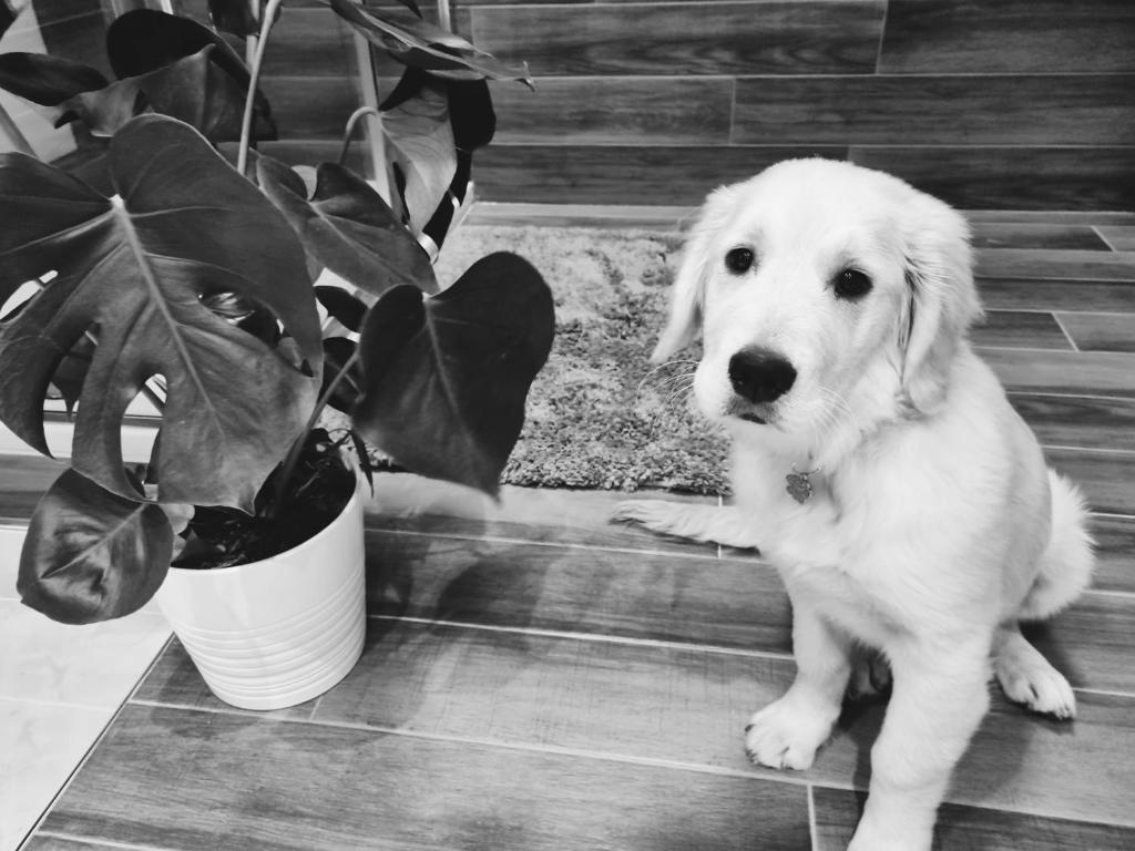 拉瓦尼亚Ca' hygge的坐在盆栽旁边的小狗