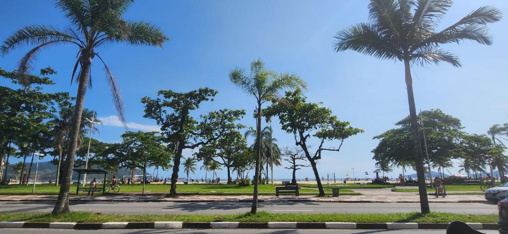 桑托斯Studio Frente à Praia Boqueirão的公园里的一棵棕榈树
