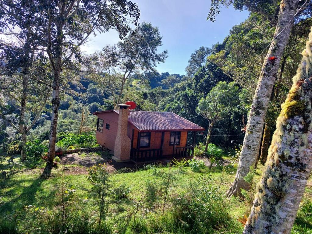 Paso MachoLas Bromelias Lodge的森林中间的小房子
