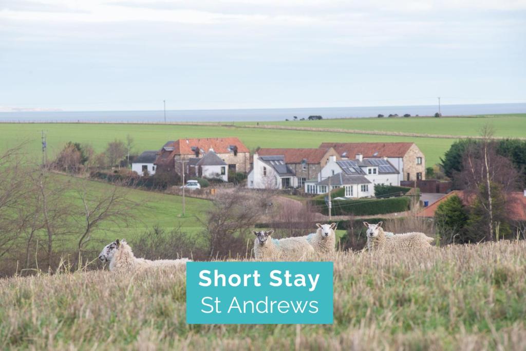 圣安德鲁斯Stunning Farm Steading - 5 Mins to St Andrews的一群羊在田野里,有房子