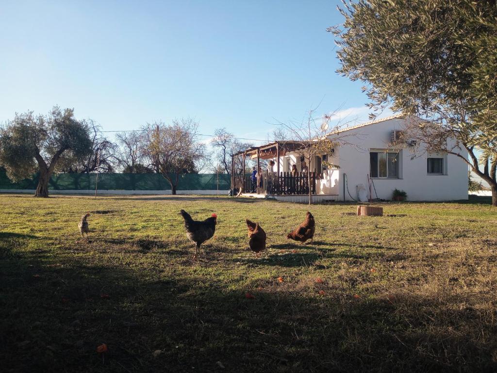 GójarCasa de Campo Los Manueles Ideal Perros Pet Friendly的站在房子前面的草上,三只鸡