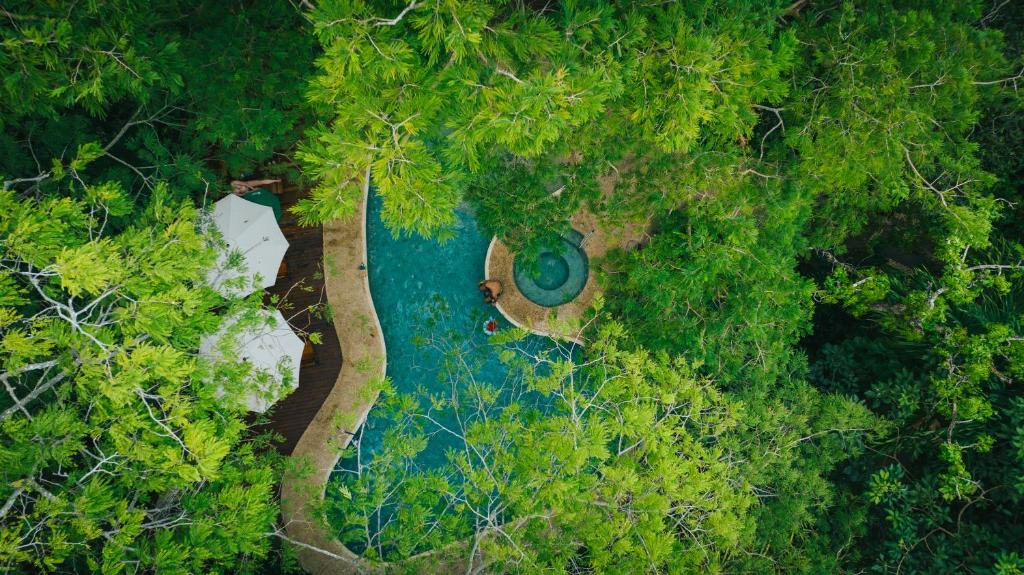 普拉亚埃尔莫萨博斯克德尔玛普拉亚艾尔摩撒酒店的森林中游泳池的空中景观