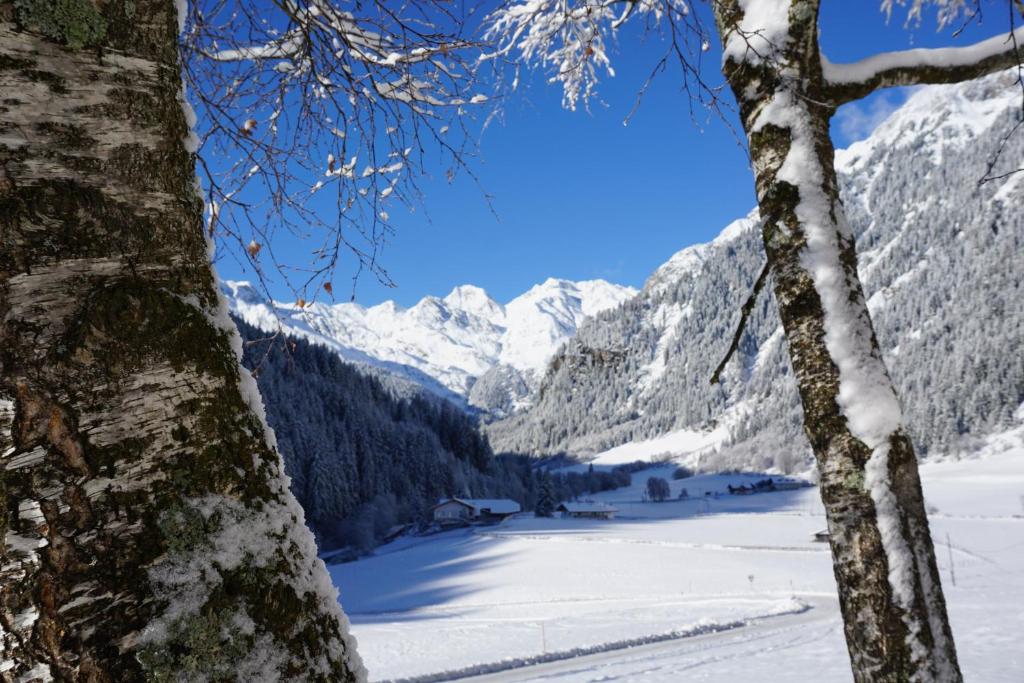 拉辛Seeberhof的从树后方可欣赏到白雪 ⁇ 的山脉景色