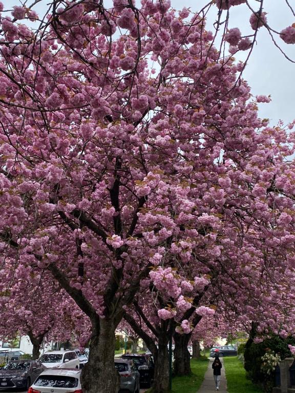 温哥华Six minutes to Rupert station的人行道上一棵被粉红色花朵覆盖的树