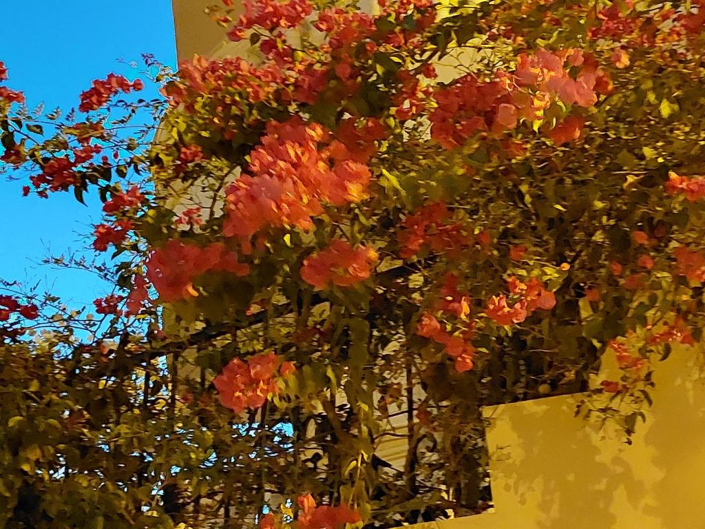 Zāwiyat al Habbābīyahفيلا انور يسن ابو كليلة的挂在建筑物上的一束花