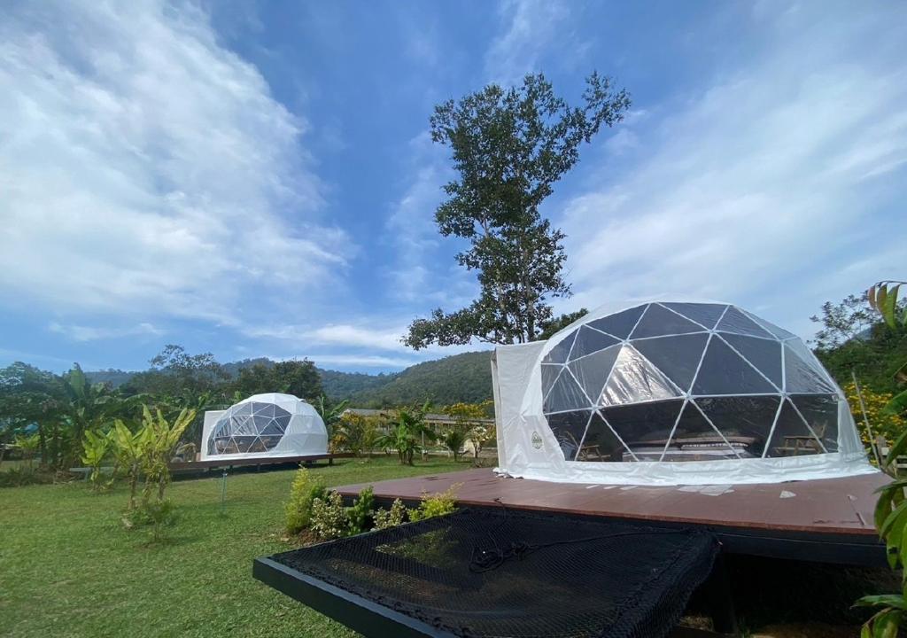 考索Cosy Garden Khao Sok的两顶圆顶帐篷,位于一个有树的田野
