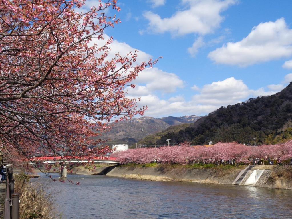 河津町Villa House Hisago - Vacation STAY 61410v的一座拥有粉红色樱桃树的河桥