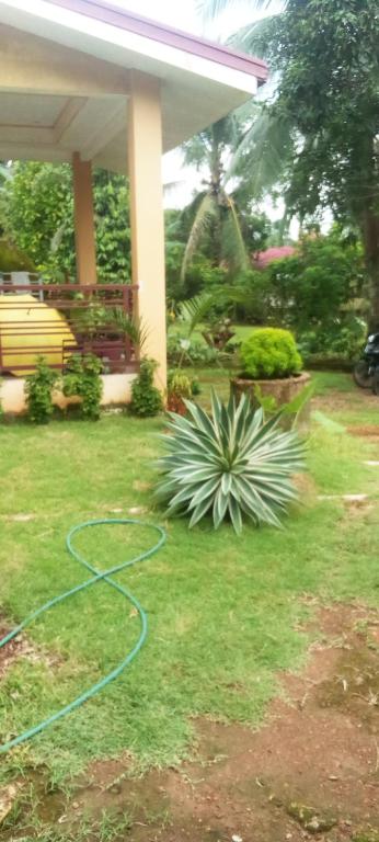 科隆Pawayan cafe的草地上带绿水管的花园