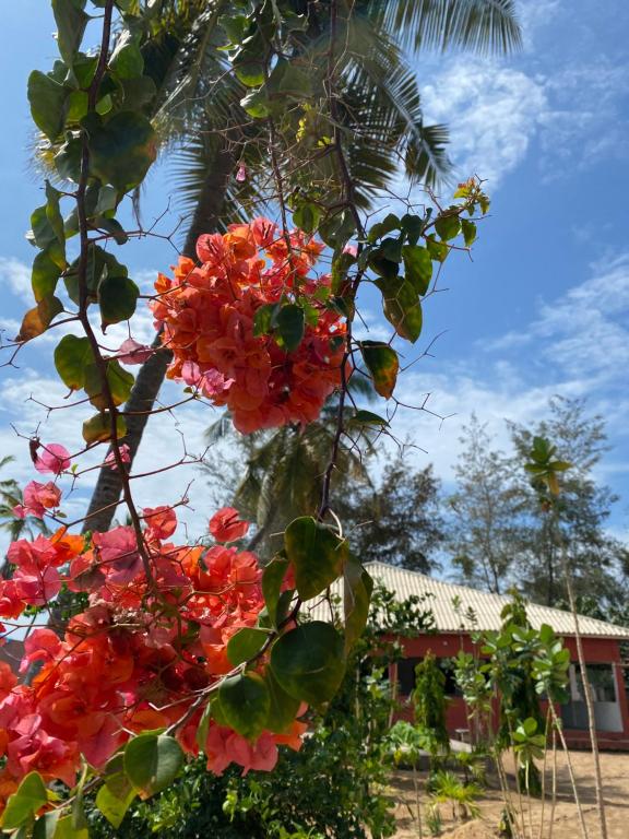 OuidahCDAC Elijah - Espace Culturel的房子前有红花的树