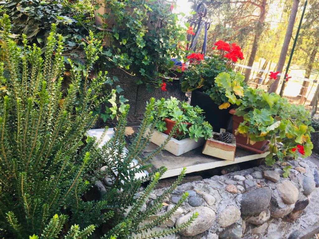瓦拉洛蓬比亚Tiny House - Lake Maggiore -Malpensa Airport -的石墙上种有盆栽植物的花园