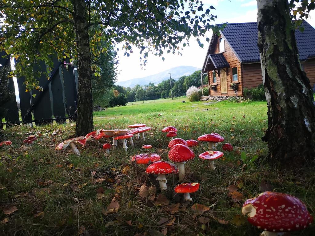 WilkowiceDomek na Kamieńcu的一群红蘑菇在房子旁边的草丛里
