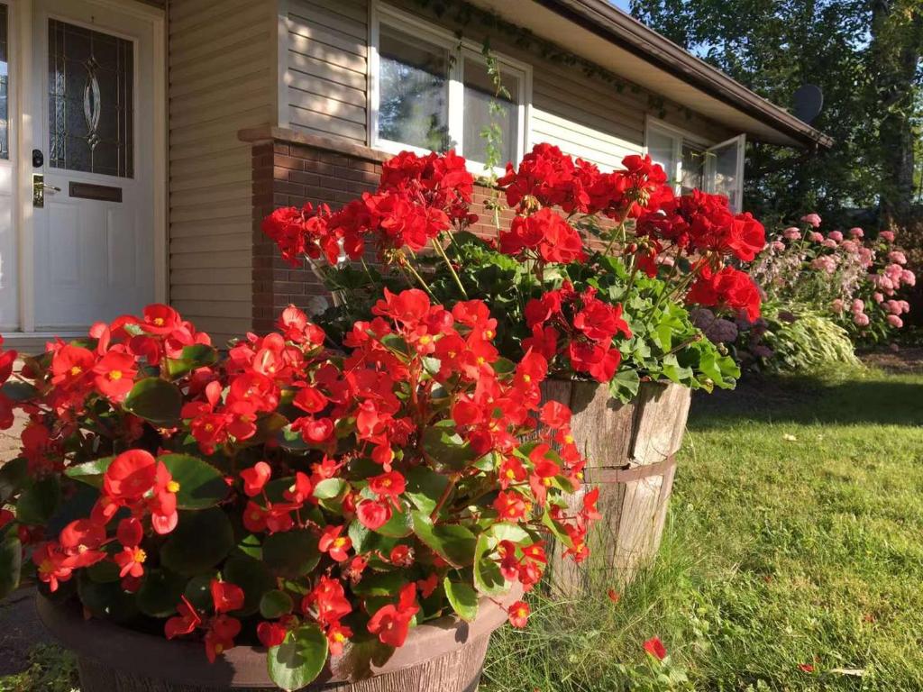 渥太华Graham Homestay的房子前的一盆红花