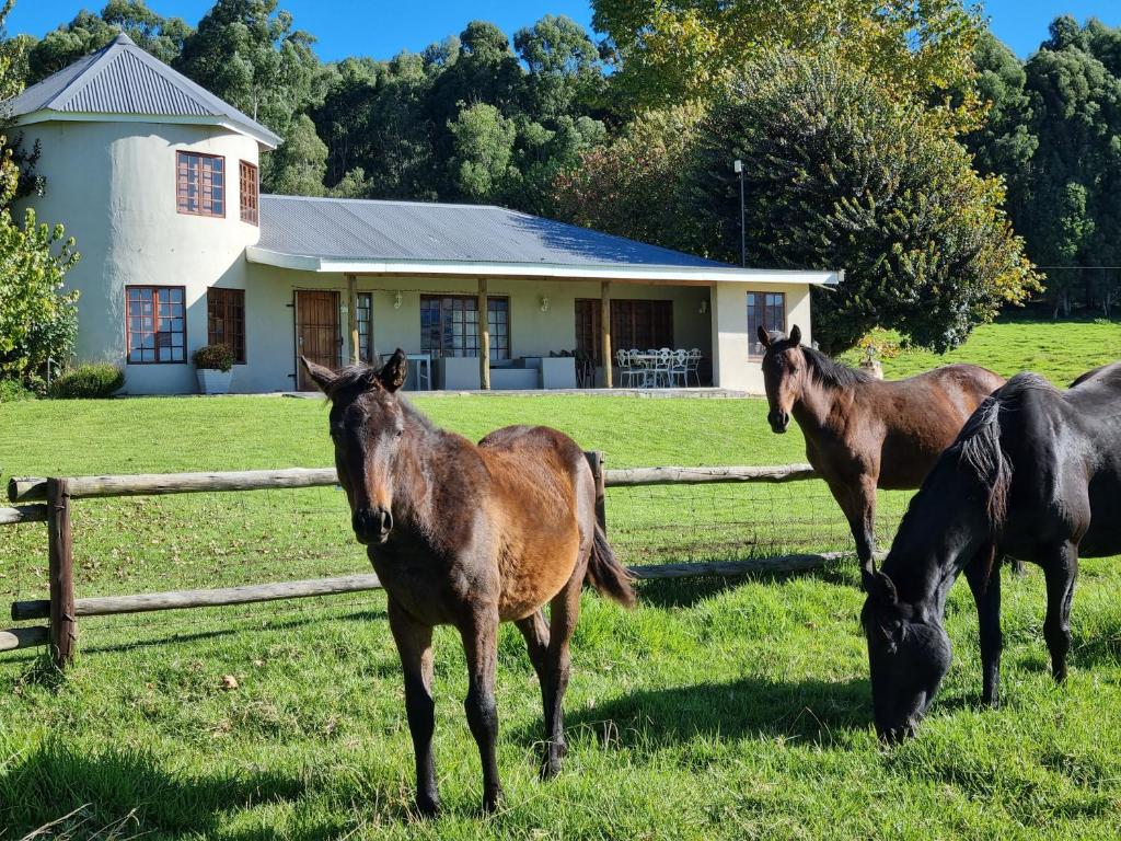 安德伯格Silo Cottage的三匹马站在房子前面的田野上