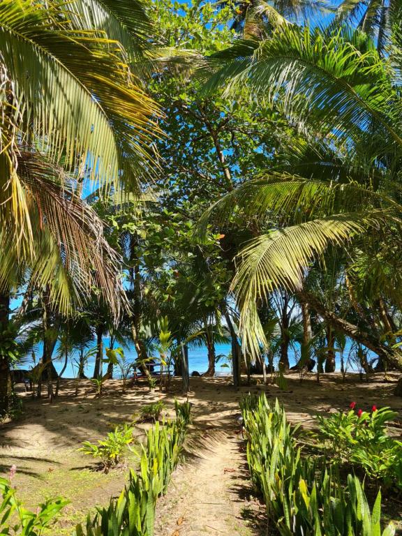 博卡德拉戈Drago Beach House - Private Beach的海滩上一条种有棕榈树的土路