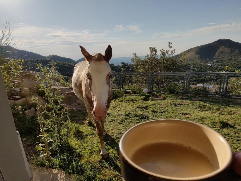 Estancia GrandePotrero del Rey的站在杯子旁边的草上马