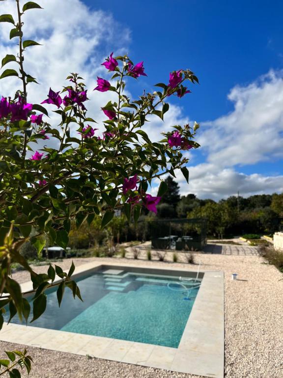 马丁纳弗兰卡Villa Ada-Trulli Puglia的紫色花树旁边的游泳池