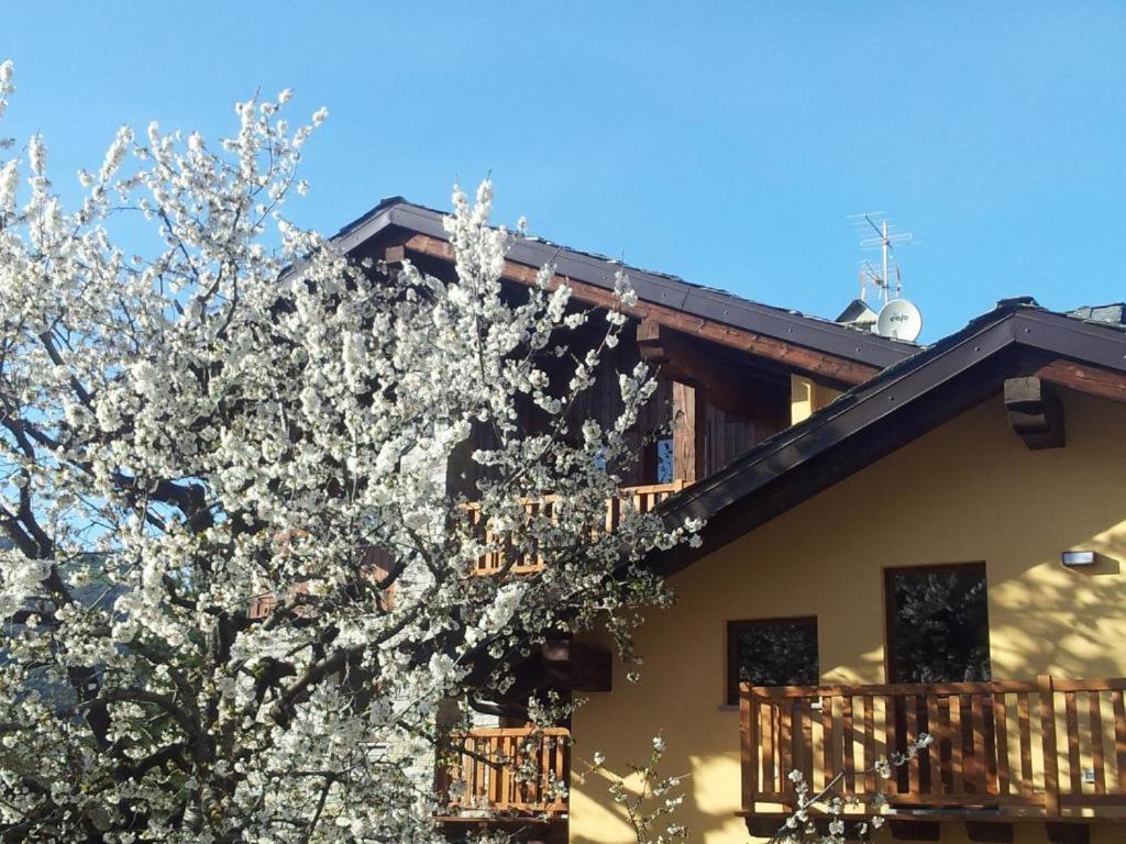 奥斯塔La Vigne de Papagran的屋前有白色花的树