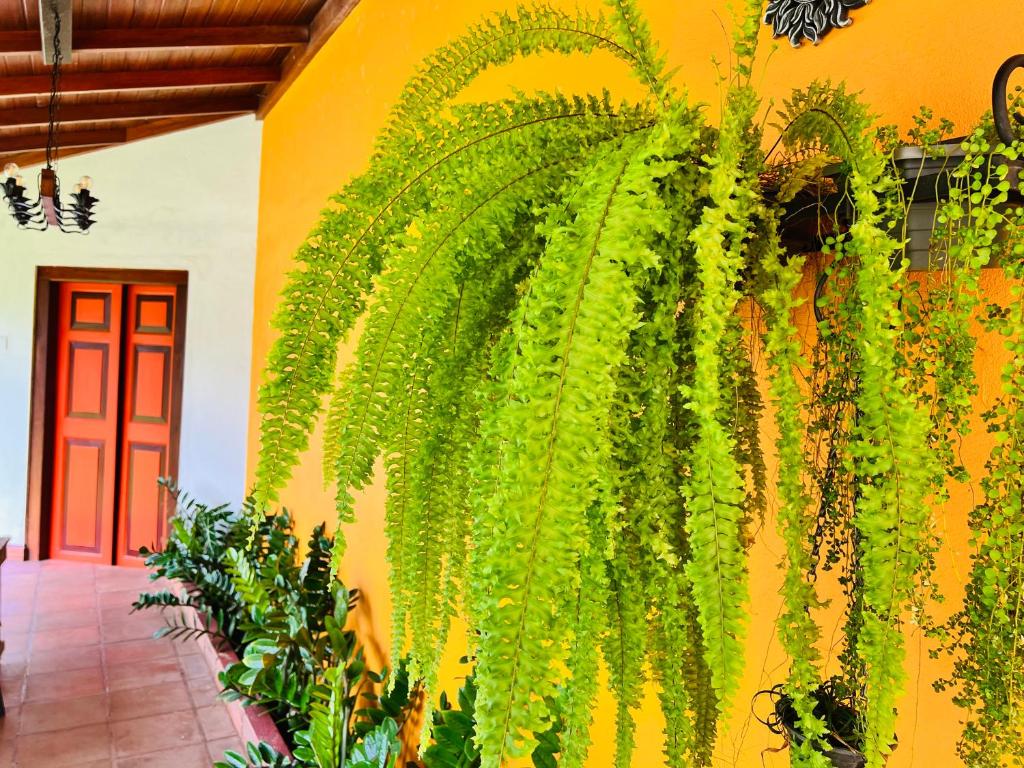 科伦坡微风天堂酒店的建筑一侧生长的植物