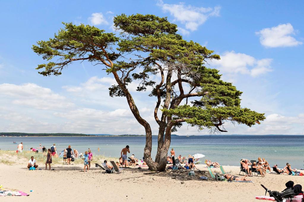 奥胡斯First Camp Åhus-Kristianstad的一群人,在海滩上,有树