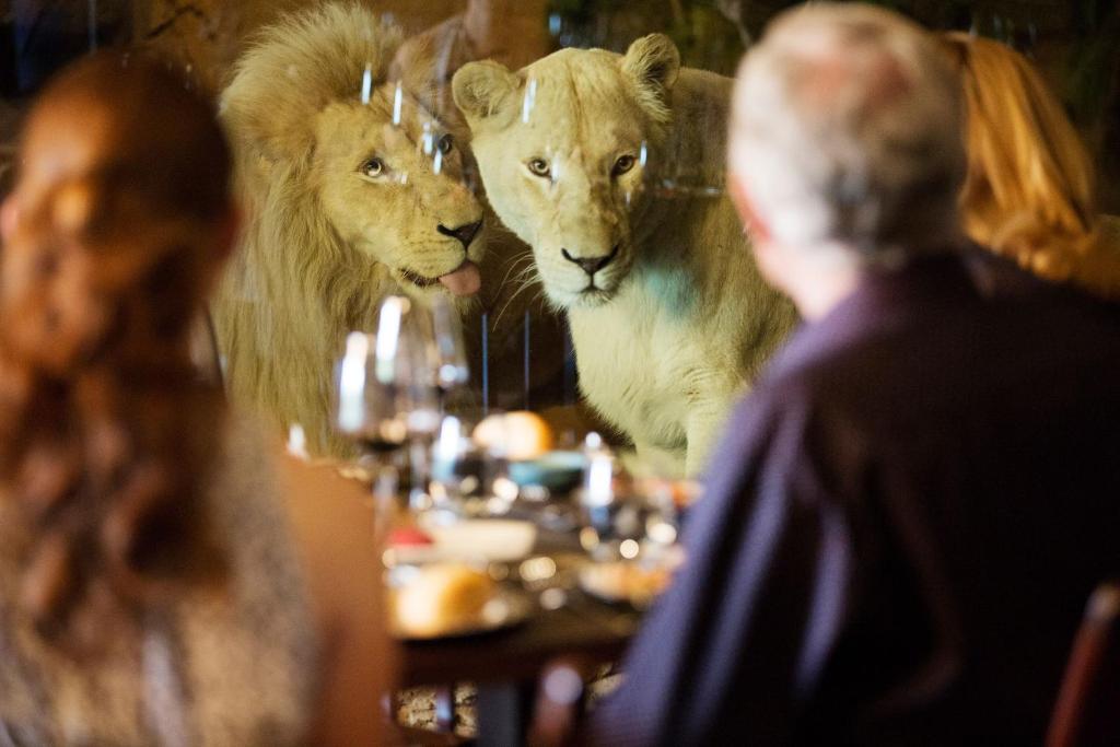 堪培拉贾马拉野生动物山林小屋的两只狮子站在餐馆桌子前