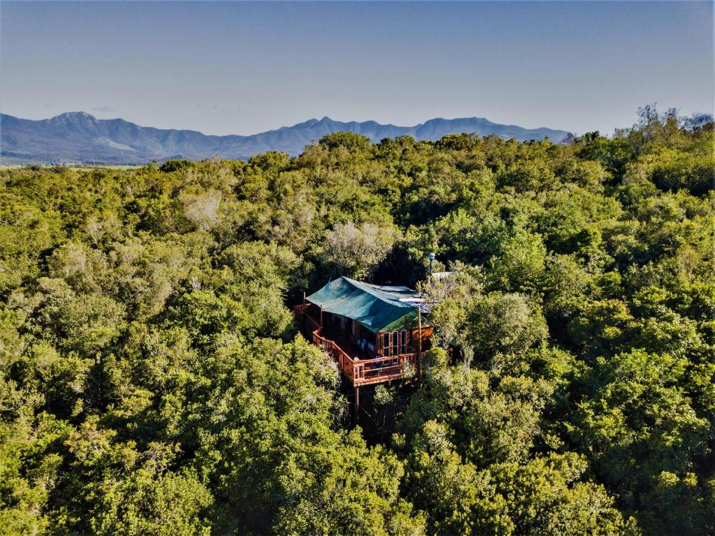 塞吉菲尔德特尼卡树峰酒店的森林中间房屋的空中景观