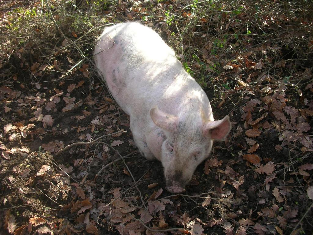 RigomagnoAffittacamere La Fornace的一只白猪站在草地上
