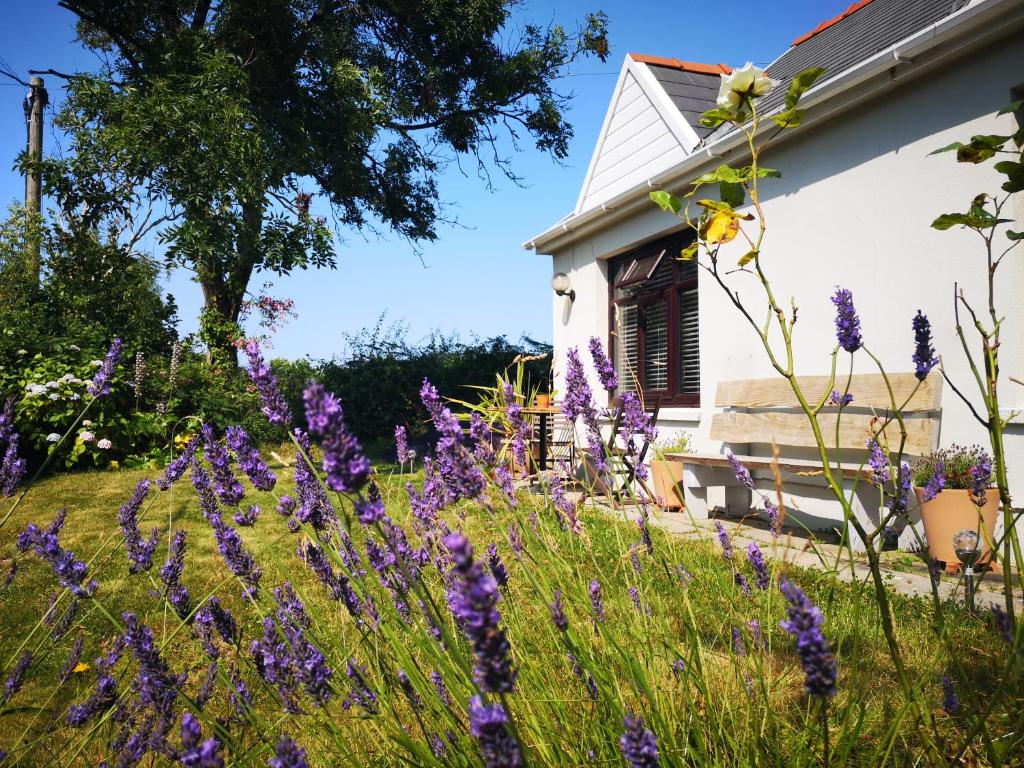 斯旺西Y Cuddfan Gower的一座花园,在房子前面种有紫色的花朵