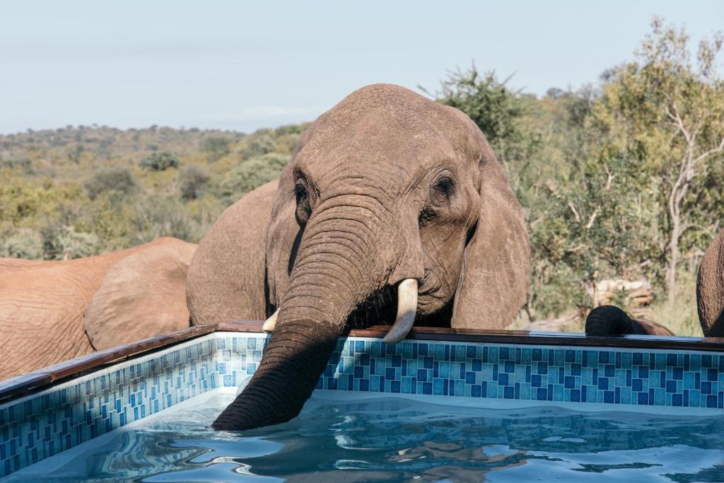 巴卢莱自然保护区Isambane Camp的象站在游泳池里,水中有水干