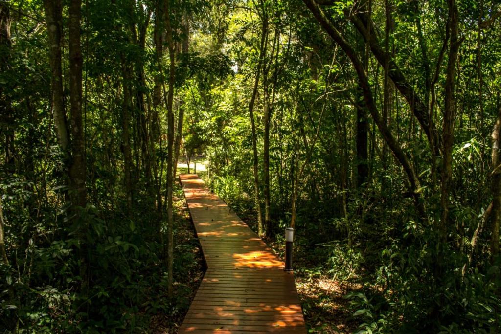 Santʼ AnaMomora distrito selva的森林中间的木路