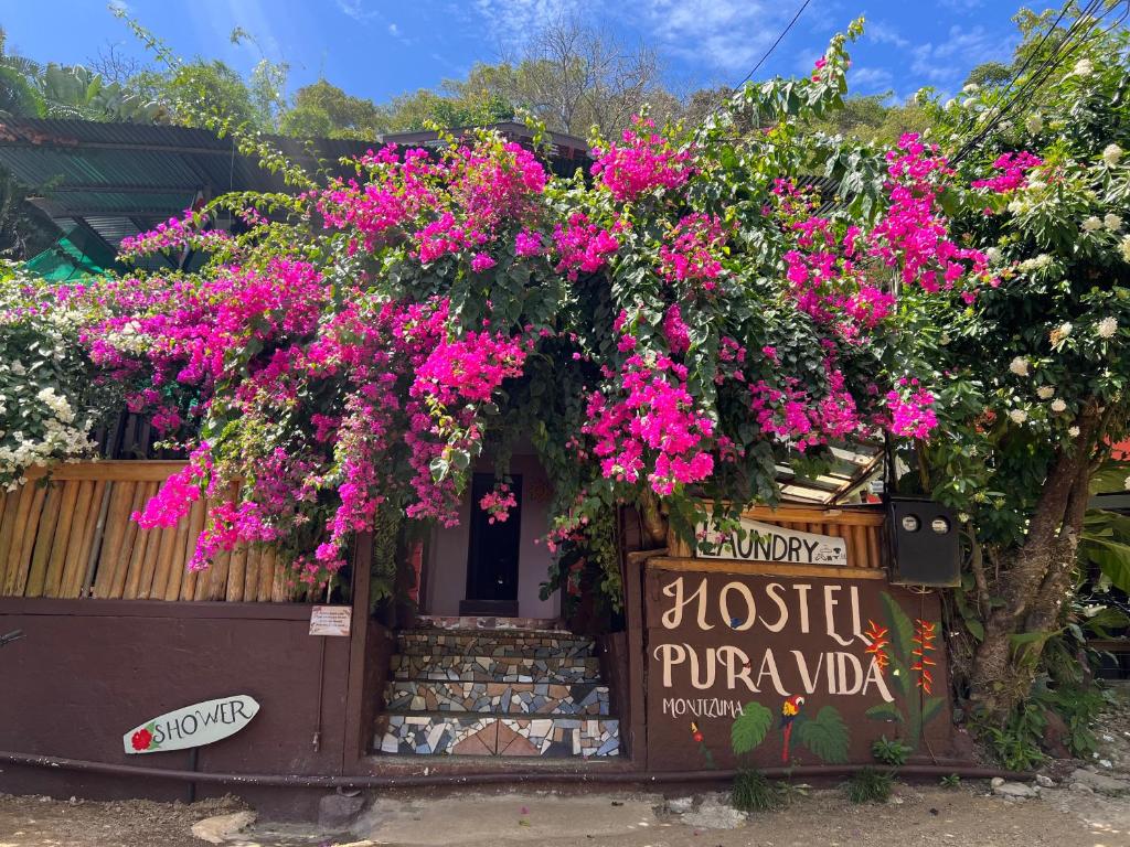 蒙特苏马Pura Vida Hostel的花店,花束粉红色
