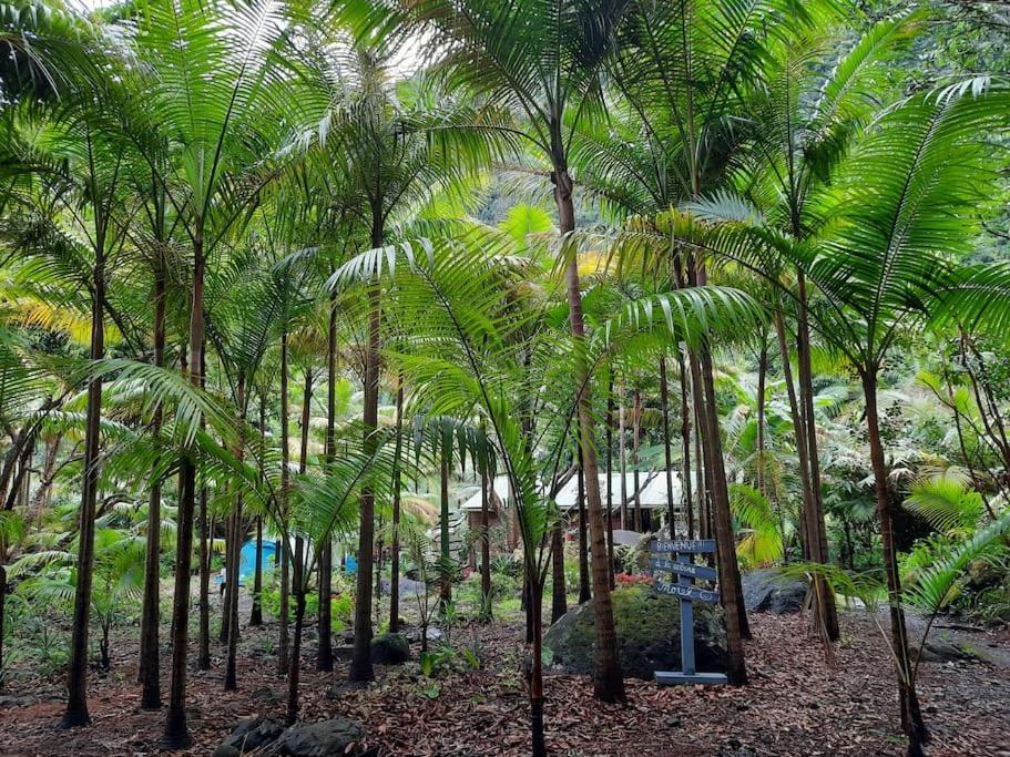 圣若瑟Chalet de Bérènice的棕榈树的森林,中间有标志