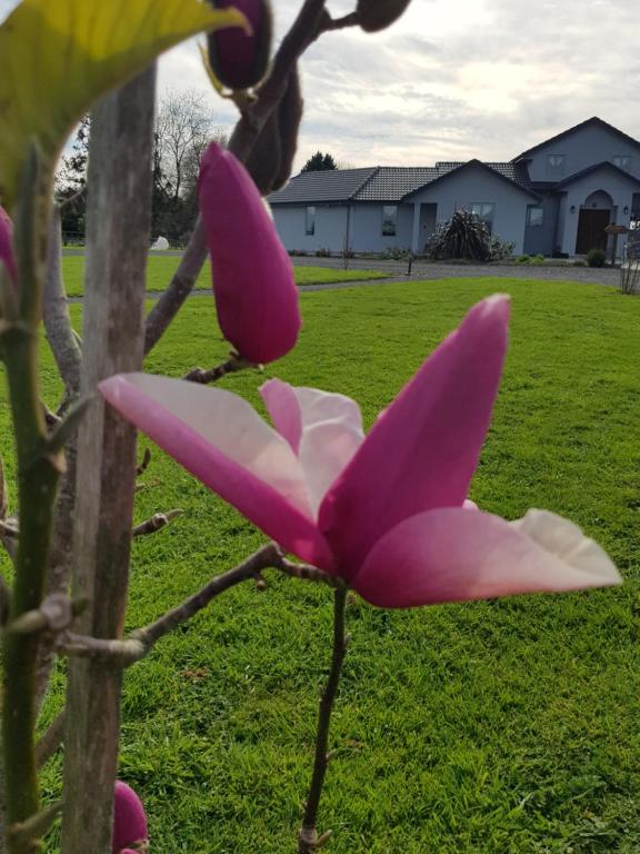 坎布里奇Bruntwoodlodge的树上一朵粉红色和白色的花