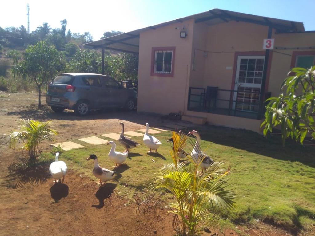 伊加特普里BimalFarm at Koroli Hills的一群鸟站在房子前面