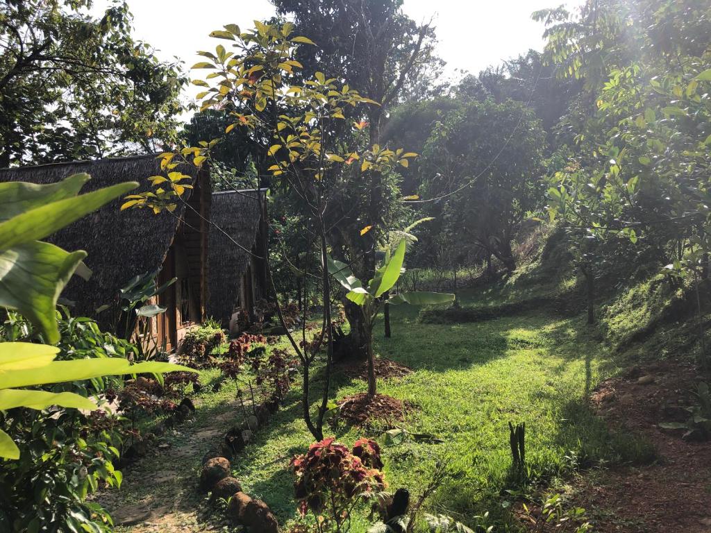 武吉拉旺Sumatra Thomas Leaf Monkey Guesthouse & Jungle Trek的草上小树的花园