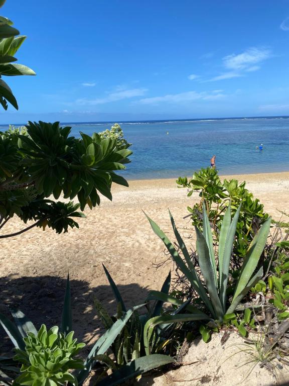 拉萨尔勒班Bungalow Paille en queue sur la plage de La Saline的一片种有植物和海洋的海滩