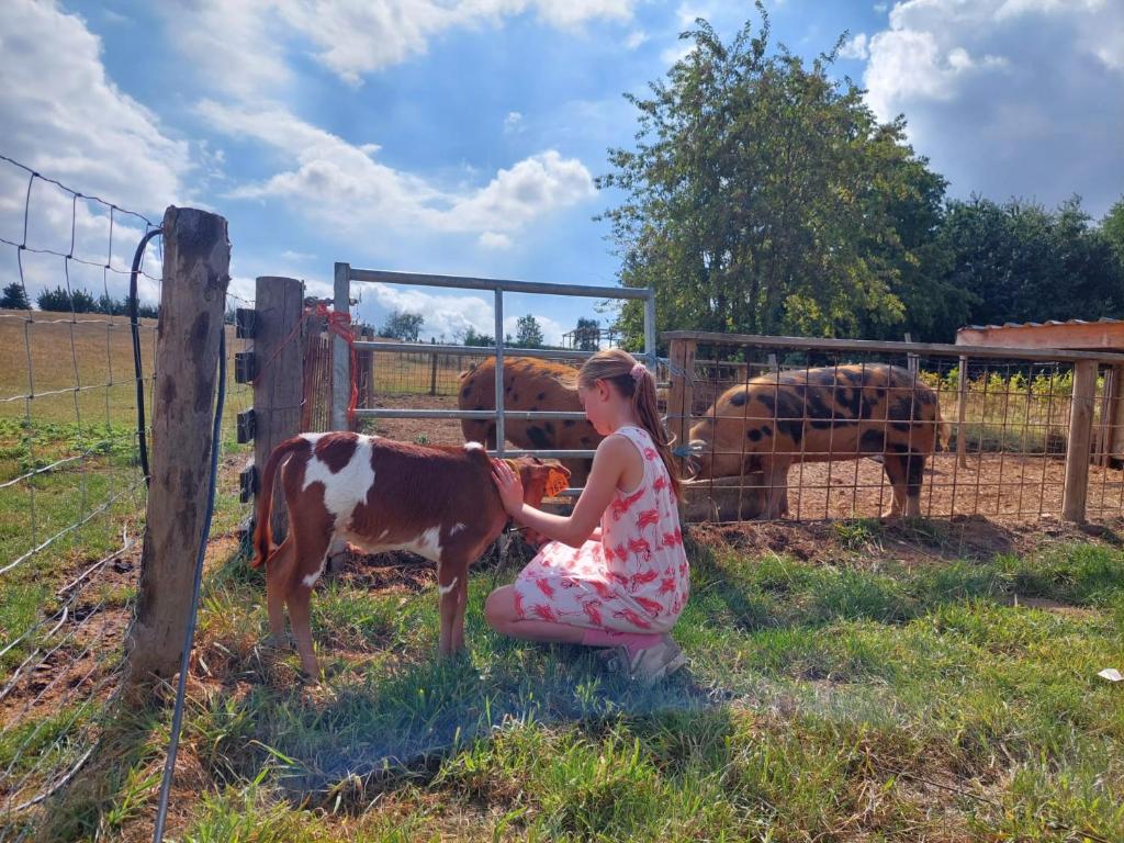 TieltSheepinn de geul的一只小女孩在围栏边抚摸一头牛
