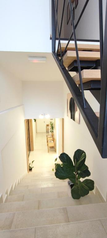 扎达尔Cozy Rooms Luna - Home Gym的走廊上设有楼梯,地面上种植了植物