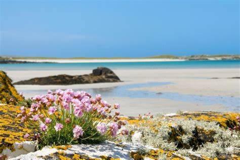 戈尔韦Wild Atlantic Stay Guest House Self-Catering的岩石上一片种着粉红色花的海滩
