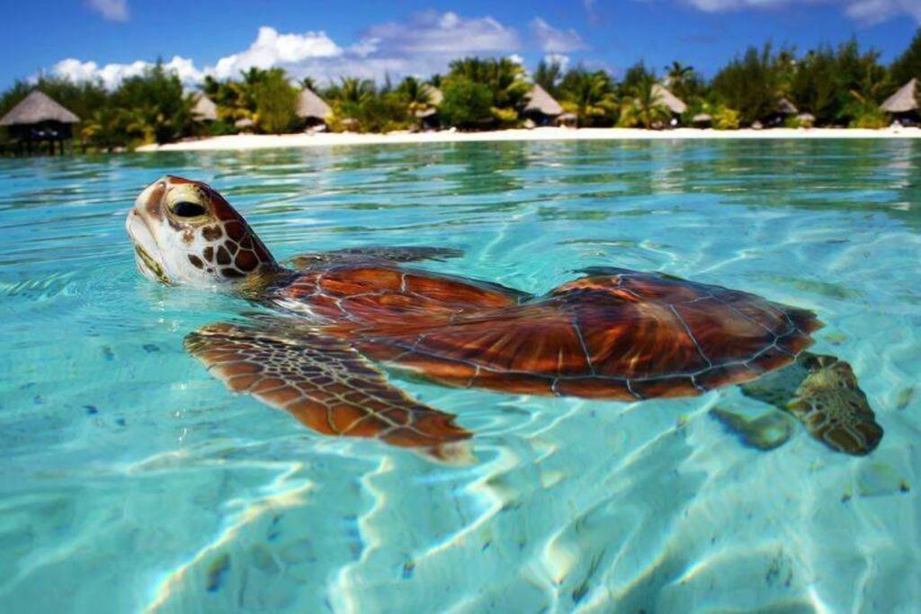 法勒Fare Tiare的海水中游泳的绿海龟