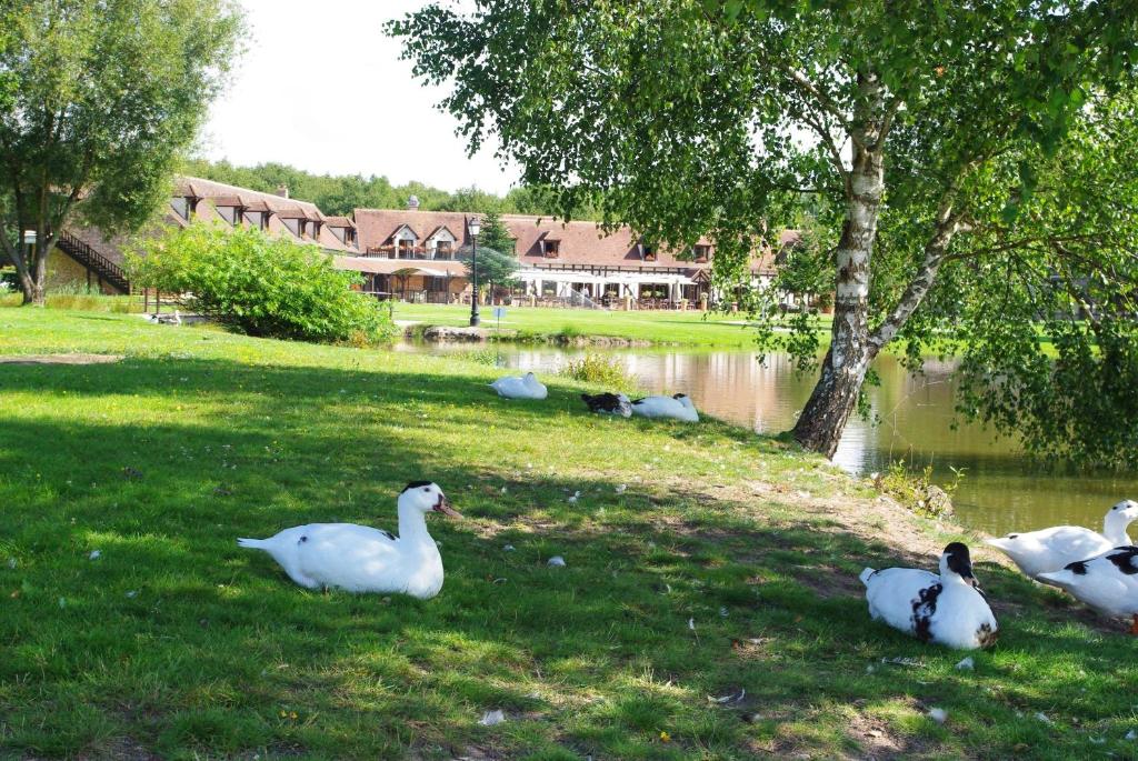 圣欧班堡L'Orée des Chênes, The Originals Relais (Relais du Silence)的一群鸭子坐在池塘附近的草地上