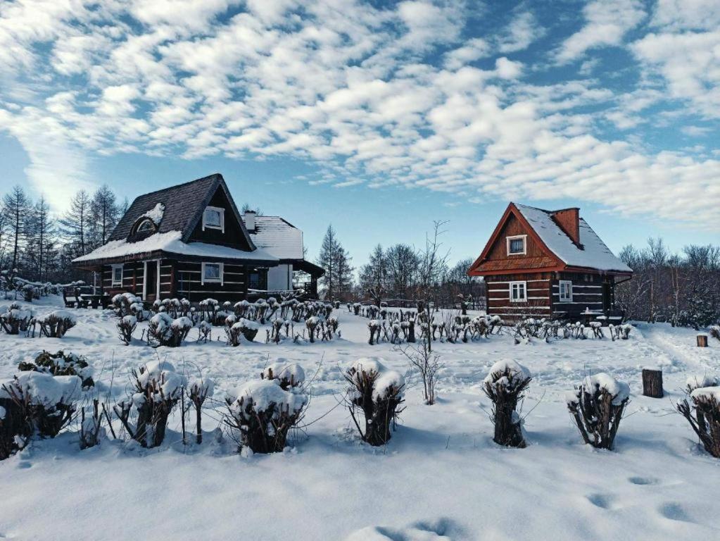 波拉齐克威尔多丽娜聚居地山林小屋的建筑物旁边的雪地里一群动物
