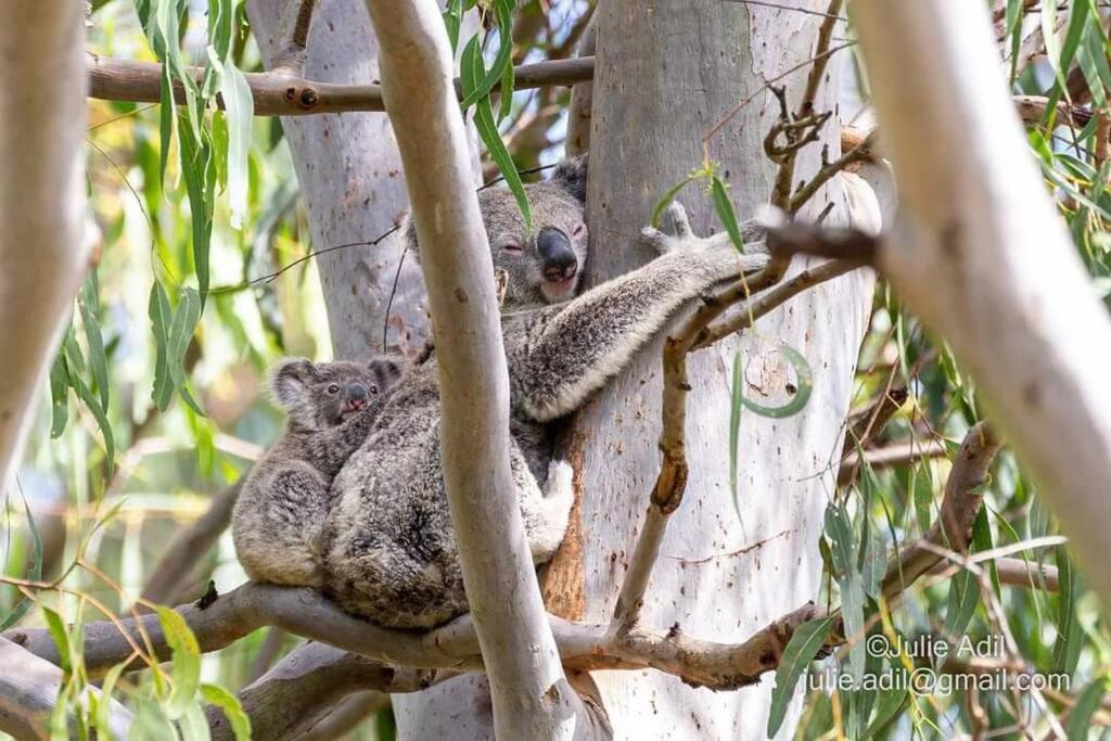 PetrieA quiet unit overlooking a reserve的考拉和睡在树上的婴儿