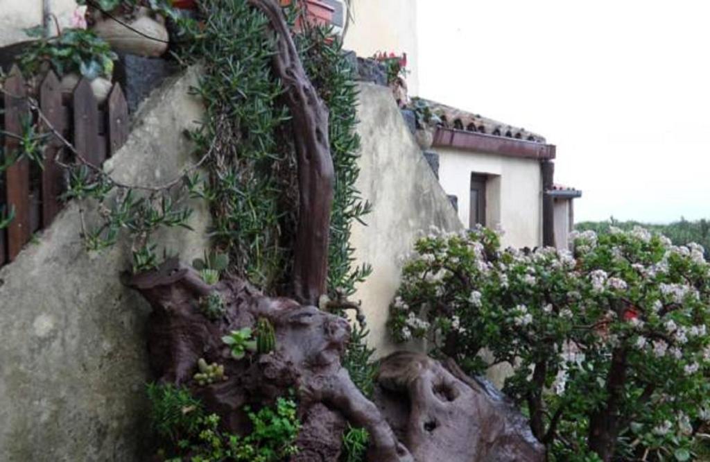 米斯泰尔比安科Agriturismo Ruvitello的石墙,有植物和花