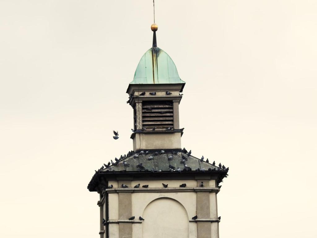 费尔德基希Hotel Hecht的钟楼上方有鸟